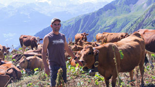 La santé des vaches laitières de Ludovic Pellicier et de neuf autres éleveurs doit être préservée 100 jours durant en alpage chaque année. La santé des vaches laitières de Ludovic Pellicier et de neuf autres éleveurs doit être préservée 100 jours durant en alpage chaque année.